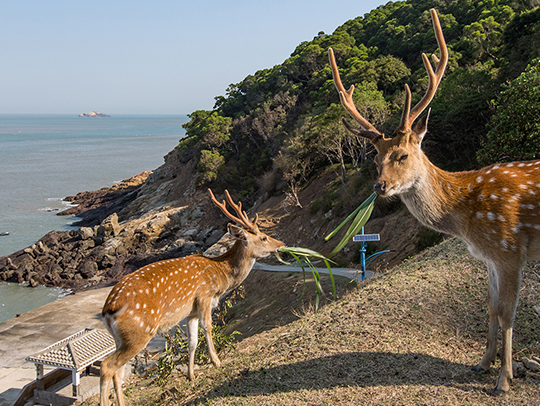 大坵鹿兒島